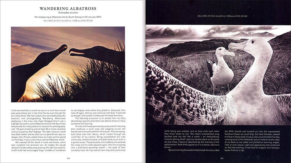 a bird photographer's diary