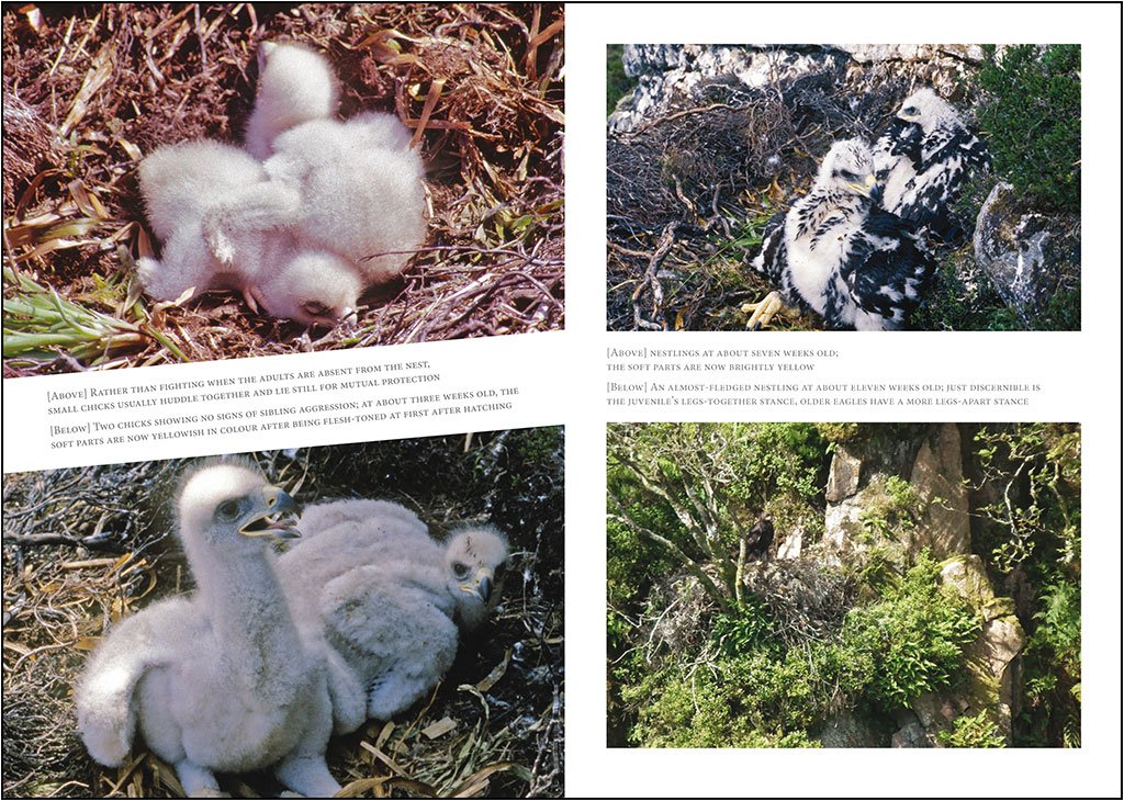a fieldworker's guide to the golden eagle