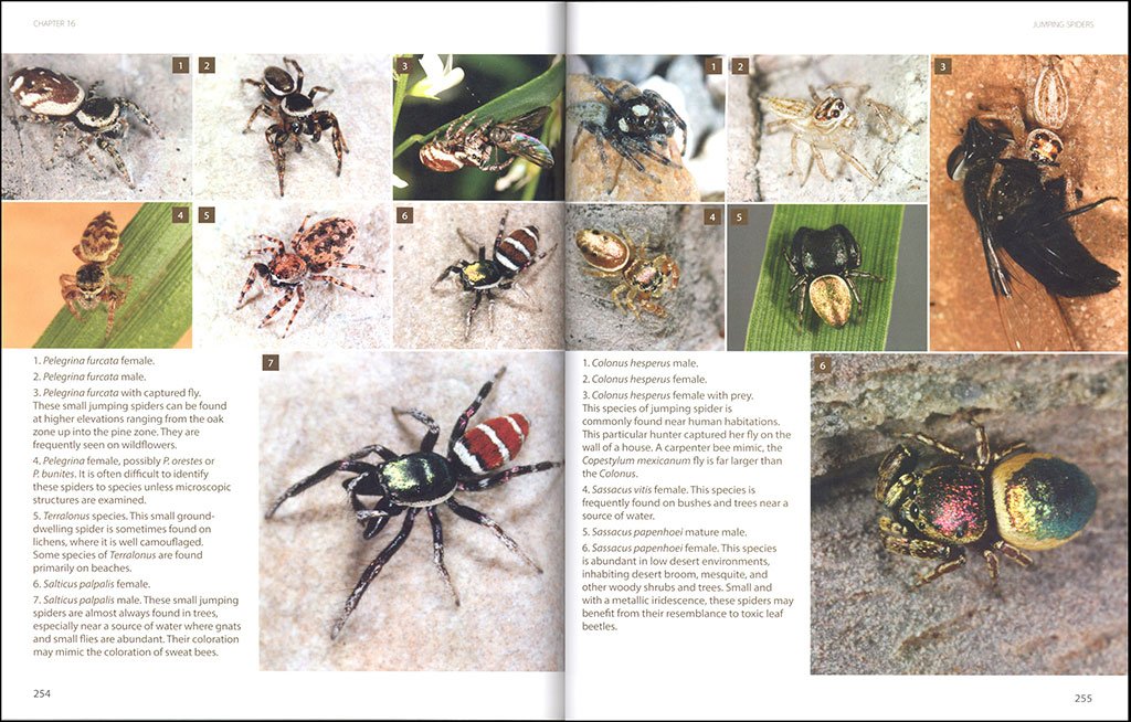 amazing arachnids