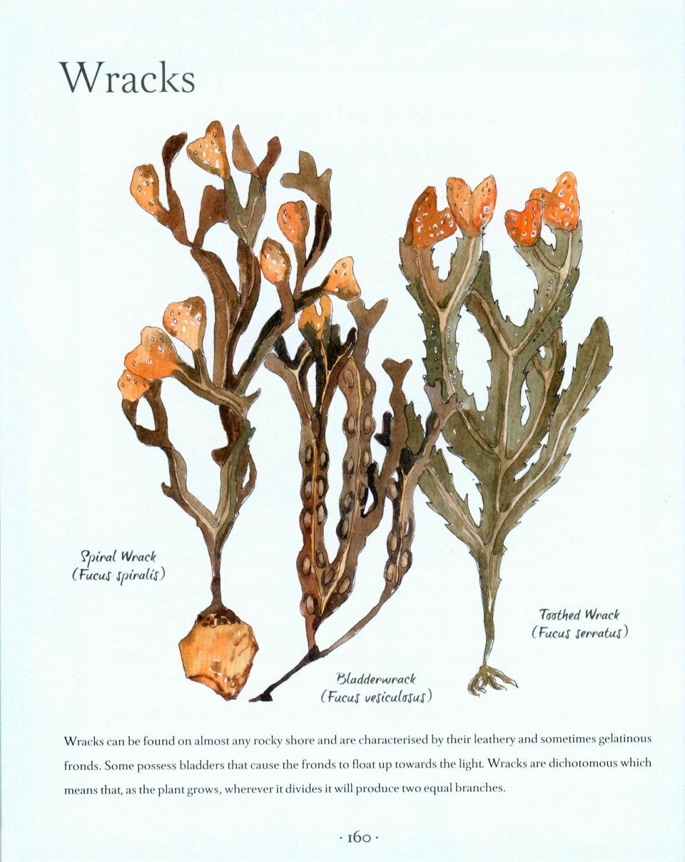 an illustrated coastal year. the seashore uncovered season by season