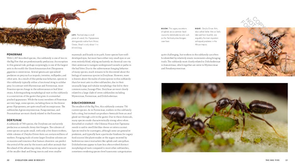 ants. a visual guide