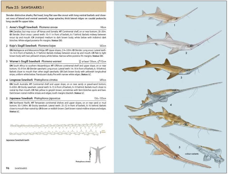 a pocket guide to sharks of the world