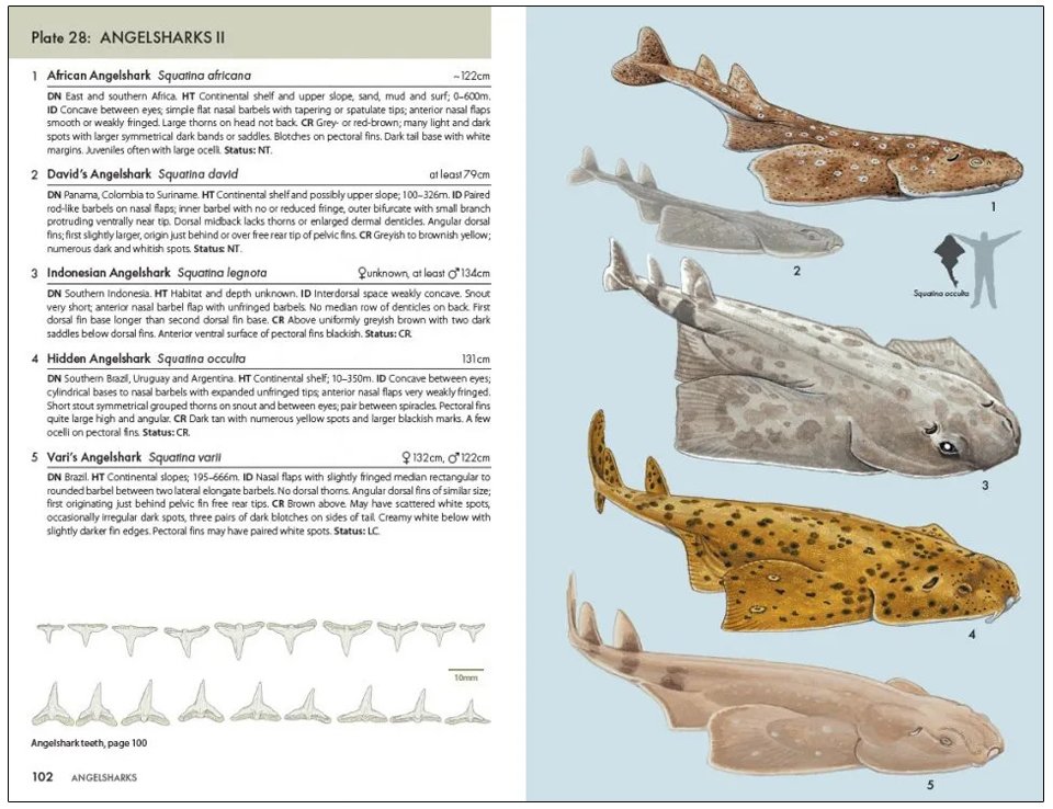 a pocket guide to sharks of the world