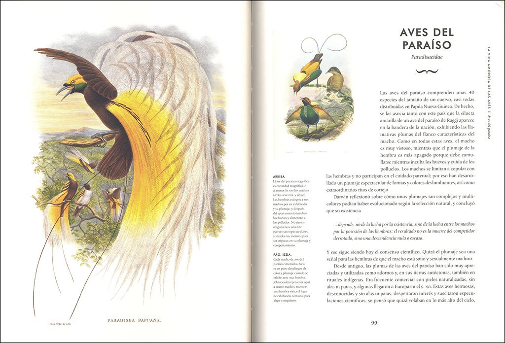 aves extraordinarias