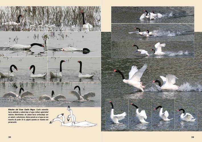 aves, vida y conducta. la cultura de las aves