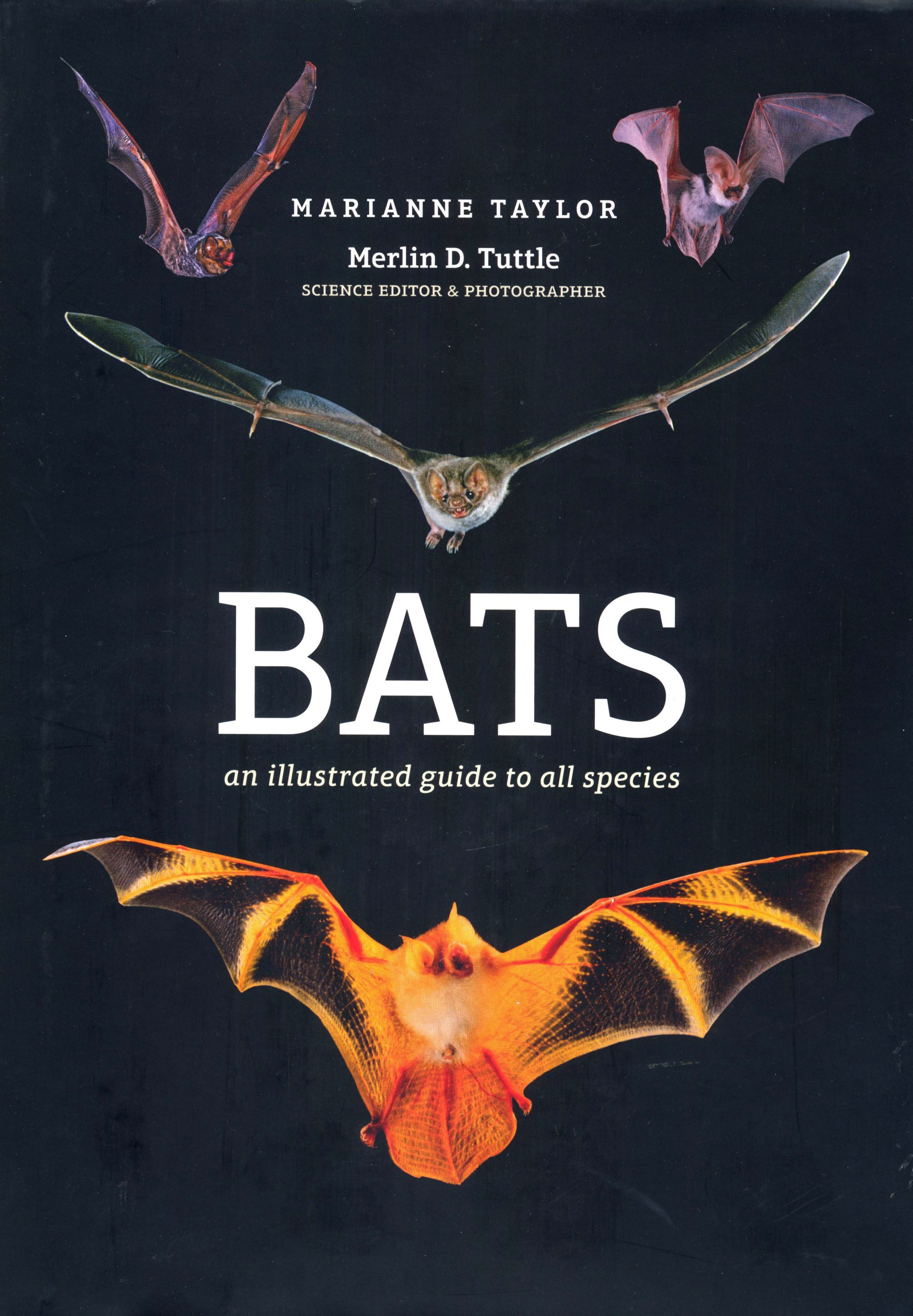 bats: an illustrated guide to all species