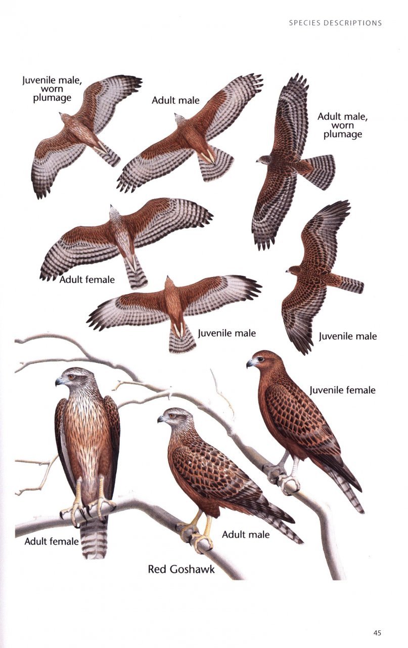birds of prey of australia: a field guide