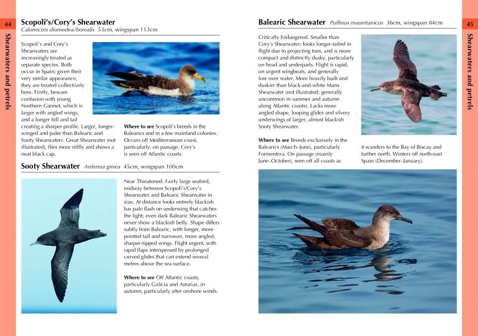 birds of spain