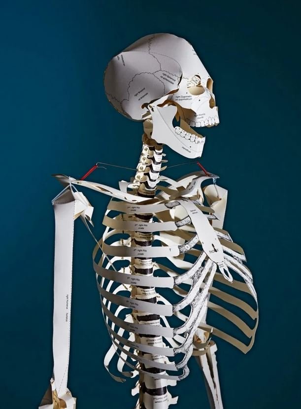 build your own human skeleton