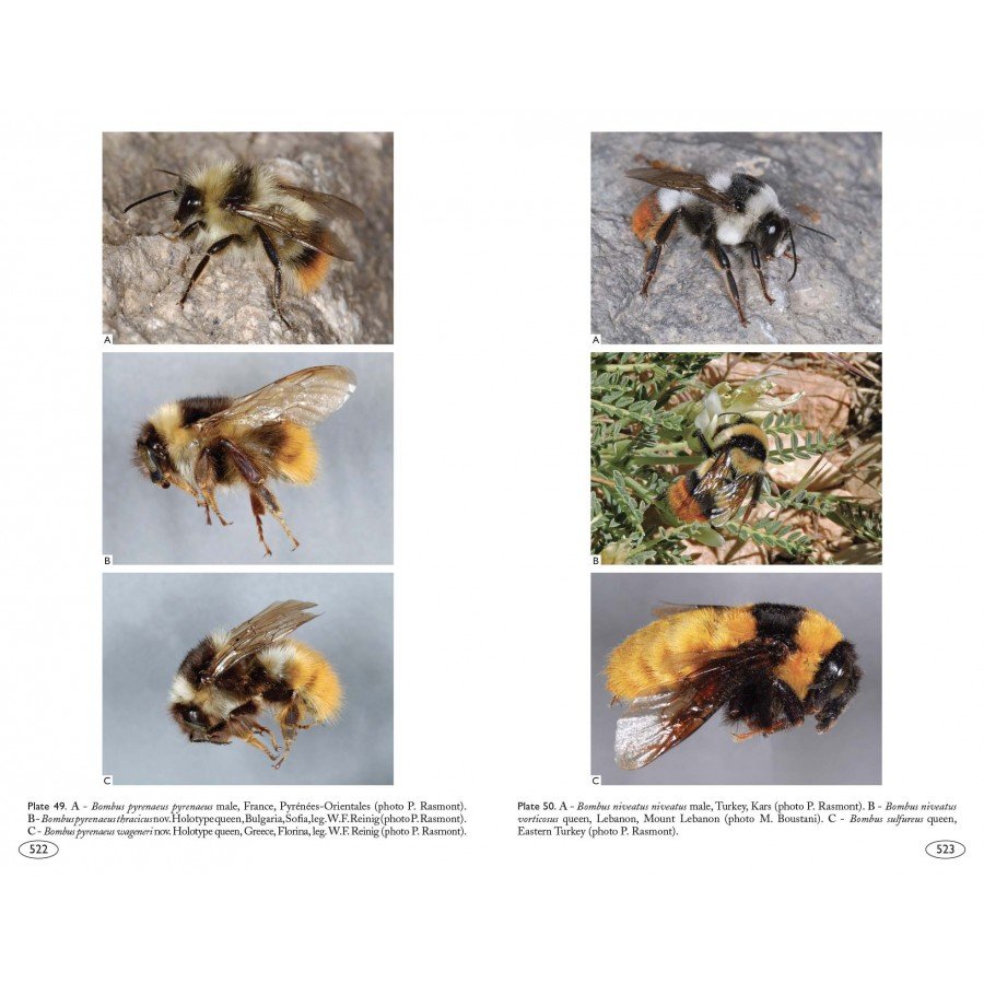 bumblebees of europe and neighbouring regions - hymenoptera of europe 3
