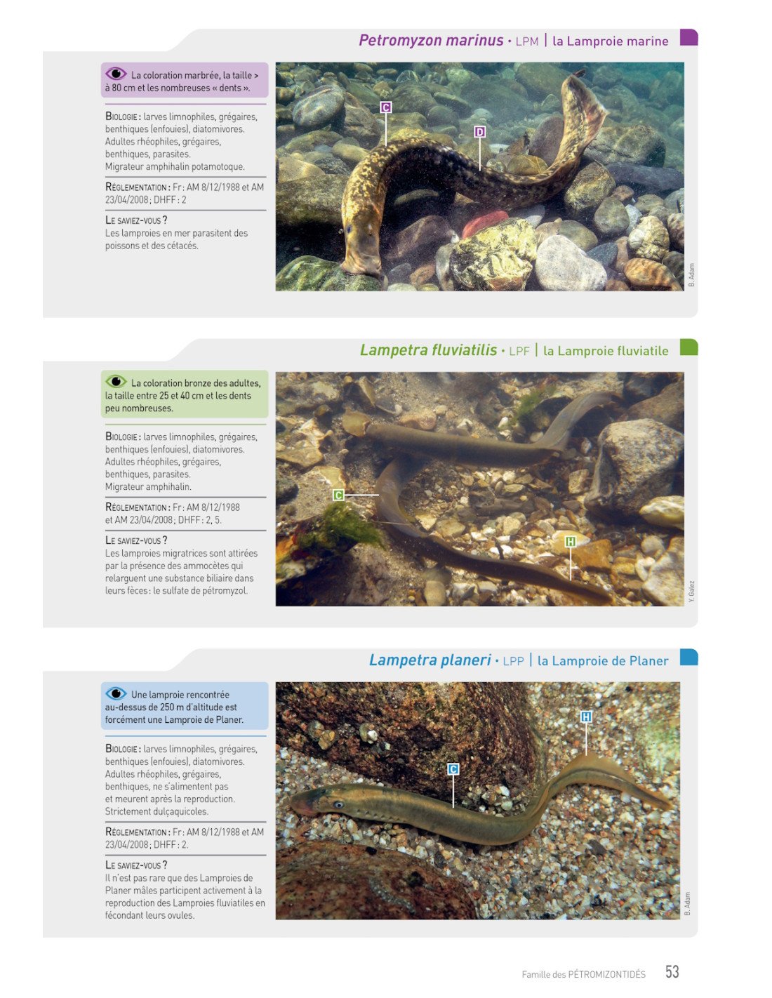 cahier d'identification des poissons d'eau douce de france
