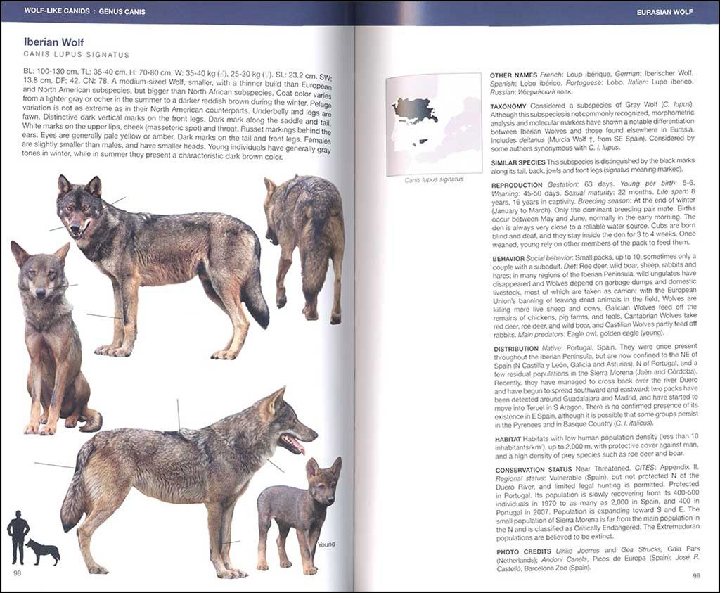 canids of the world. wolves, wild dogs, foxes, jackals, coyotes, and their relatives