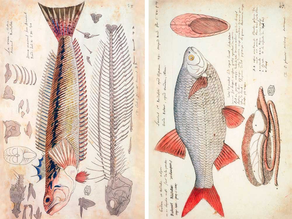 charles plumier (1646-1704) et ses dessins de poissons de france et des antilles/ and his drawings of french and caribbean fishes