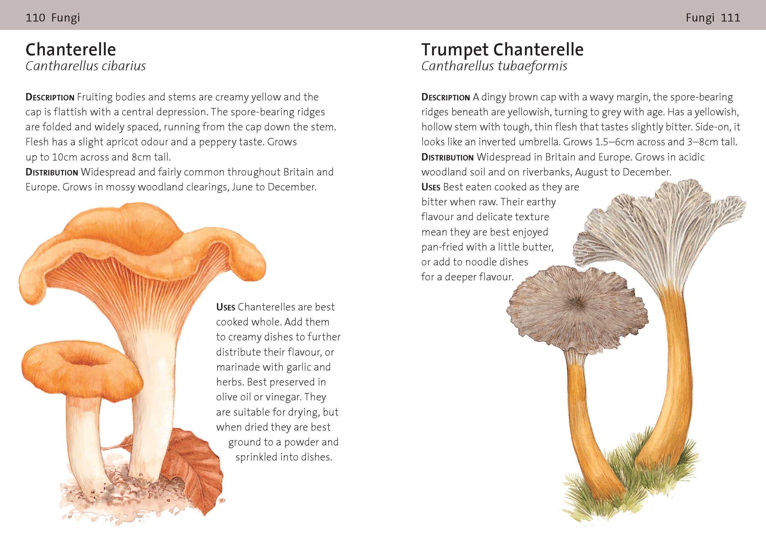 concise foraging guide