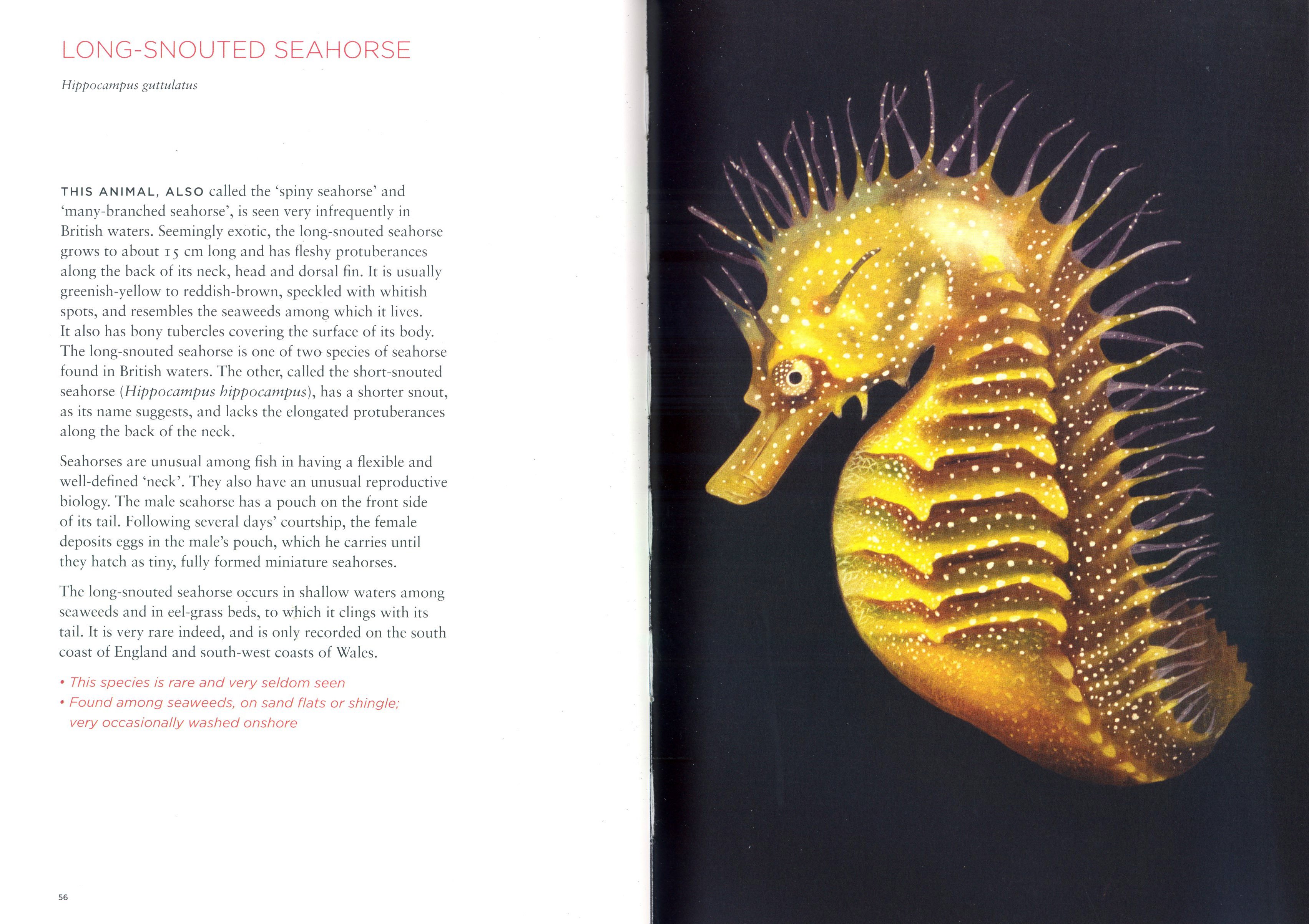 curious creatures on our shores