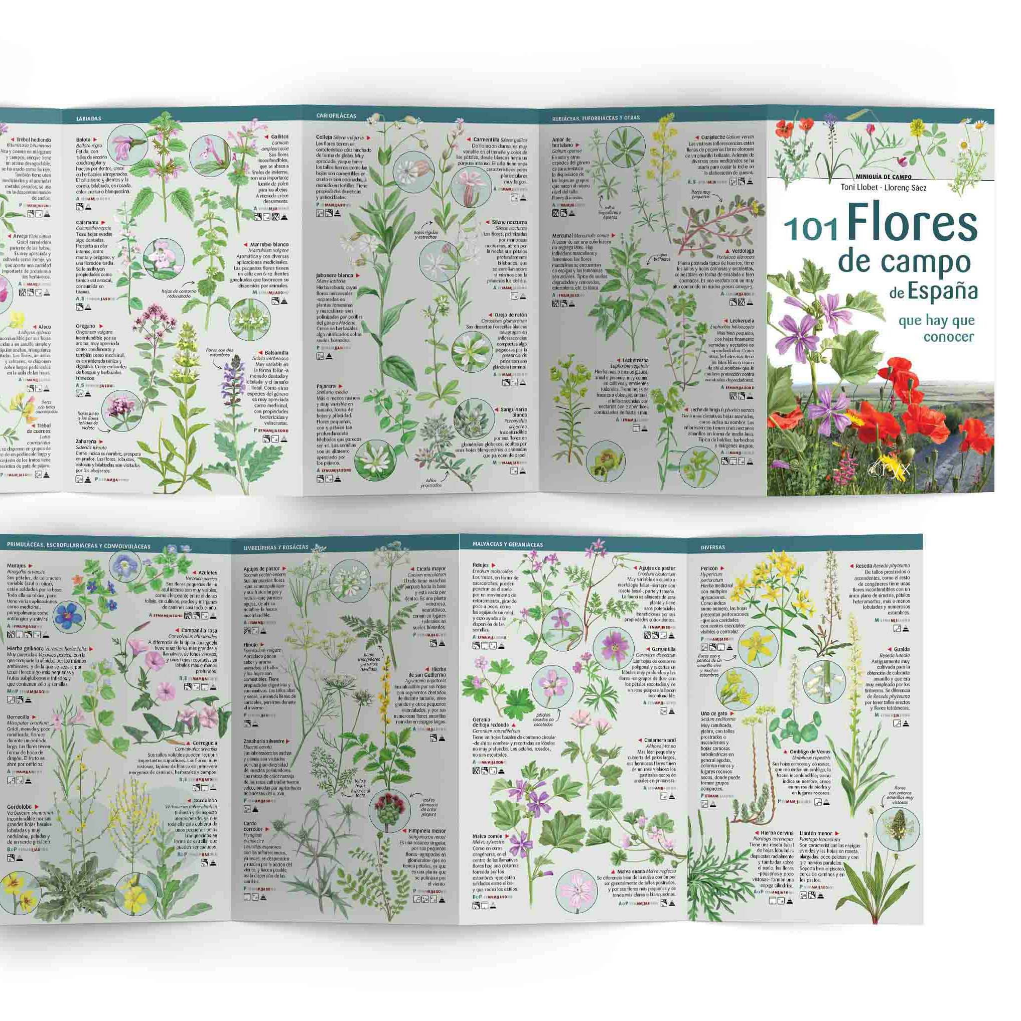 101 flores de campo de espaa. minigua de campo