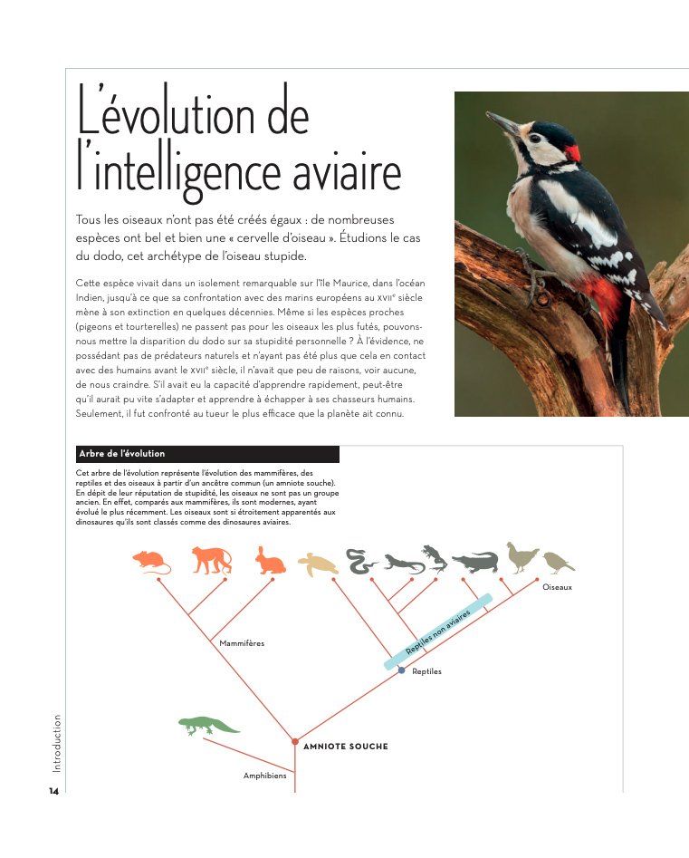 l'tonnante intelligence des oiseaux