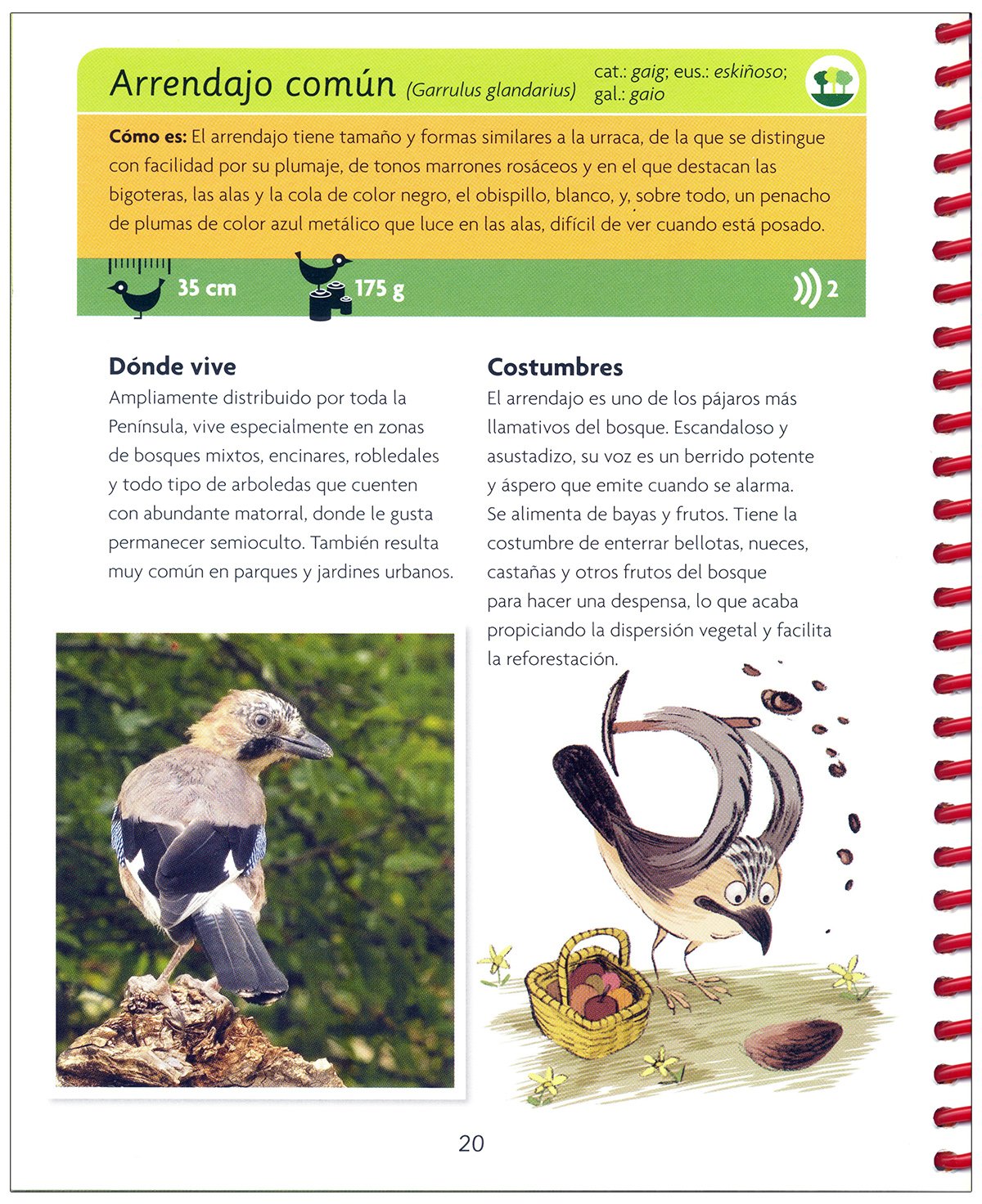 mi primera gua de aves