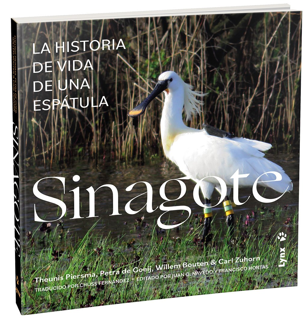 sinagote, la historia de vida de una esptula