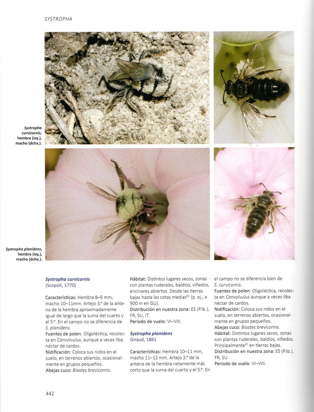 abejas salvajes de europa. biologa, dinmica de hbitats y peligros