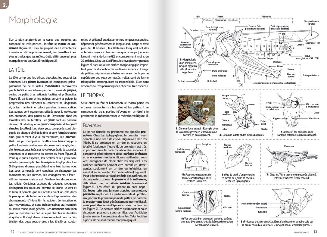 cahier d'identification des orthoptres de france, belgique, luxembourg et suisse