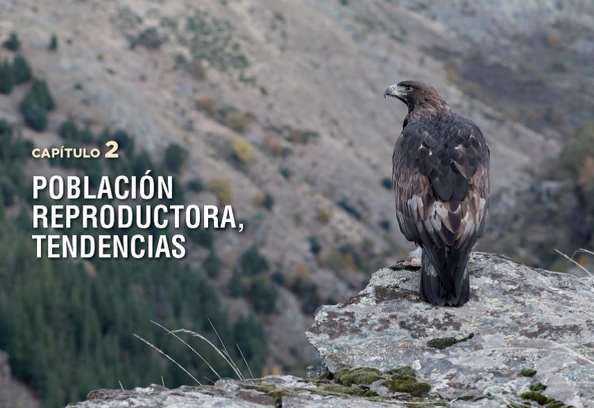 guilas reales y humanos expansin a paisajes dominados por humanos/golden eagles and humans expansion to human dominated landscapes