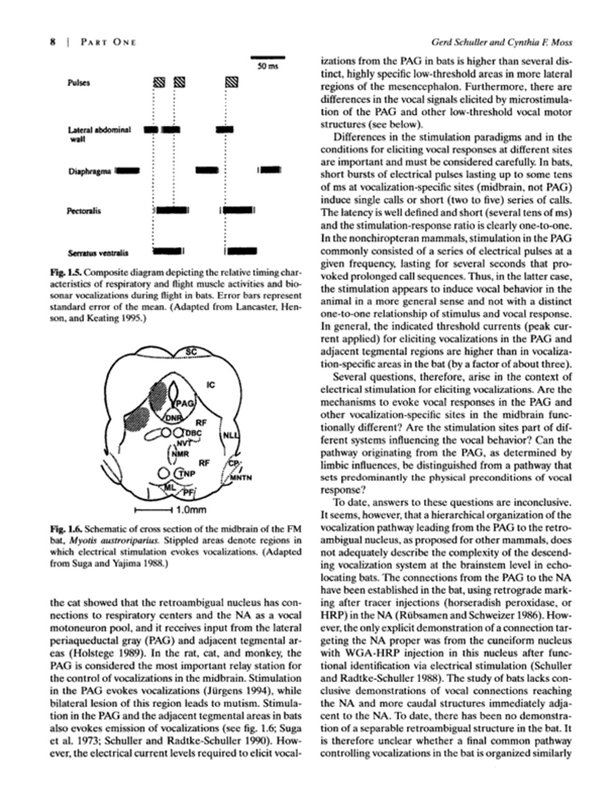 echolocation in bats and dolphins