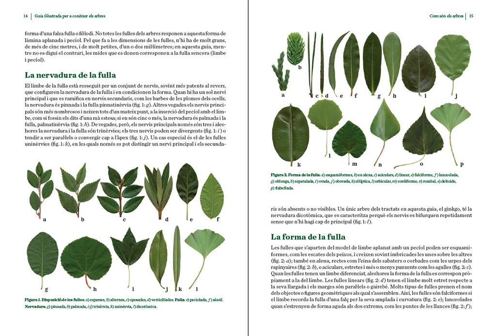 guia illustrada per a conixer els arbres