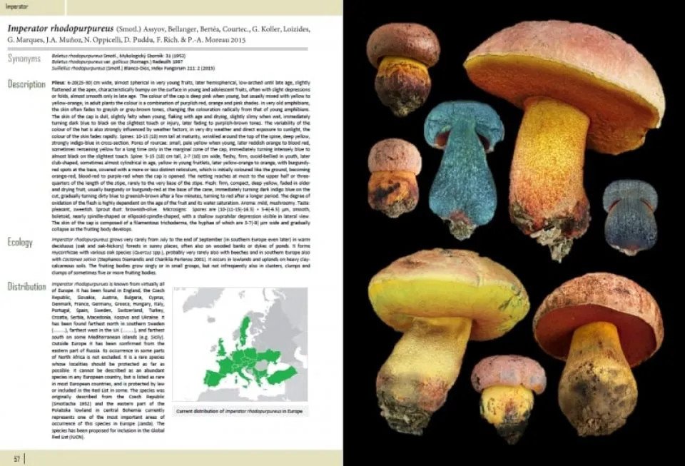 european boletes. vol 1