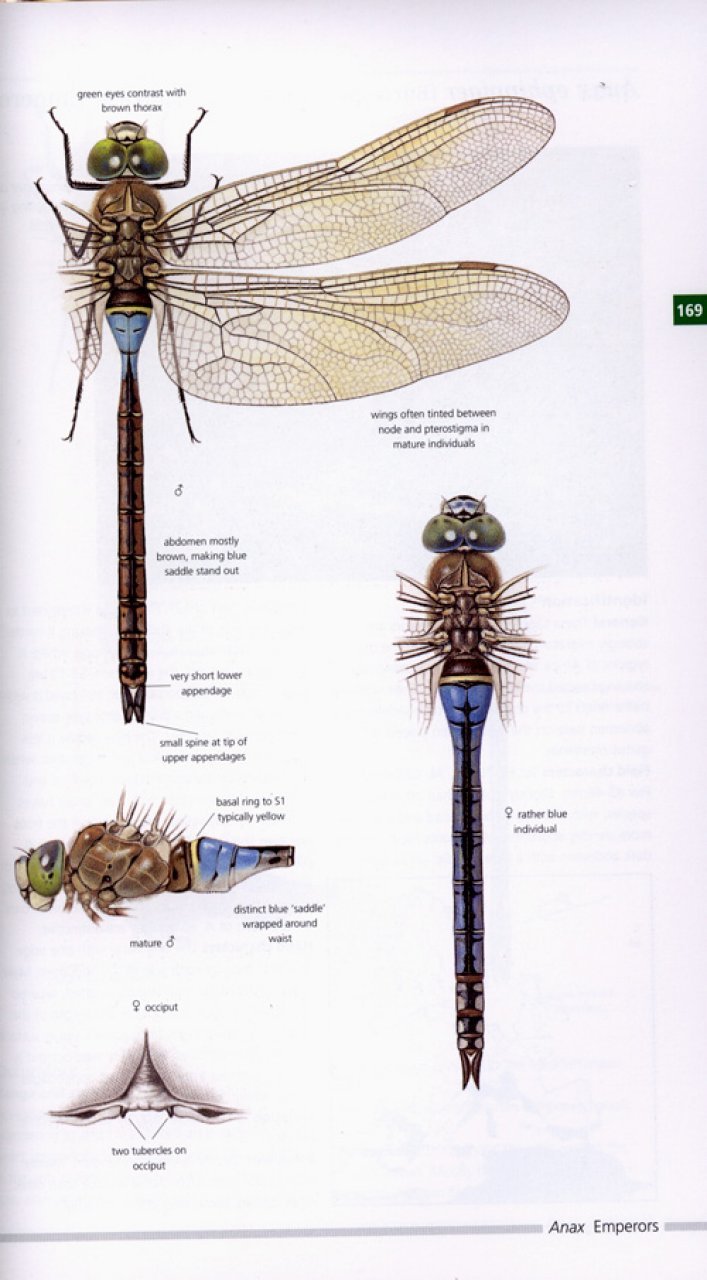 field guide to the dragonflies of britain and europe including western turkey and north-western africa