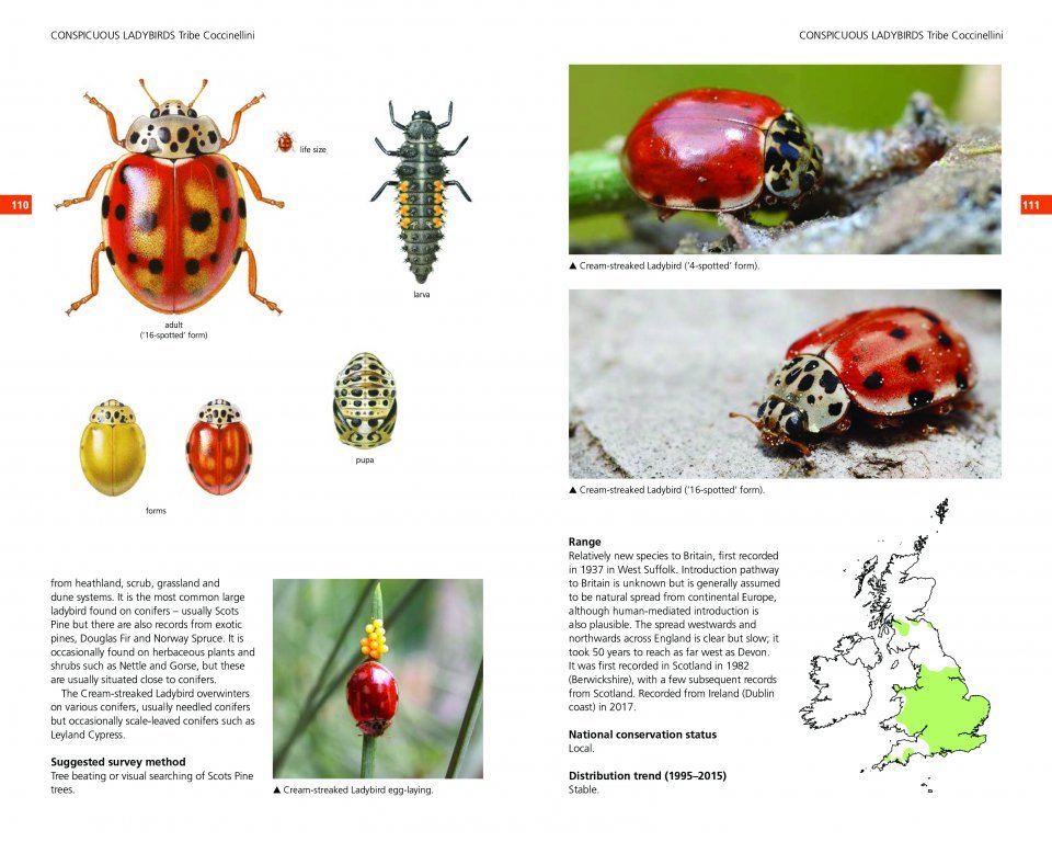 field guide to the ladybirds of britain and ireland