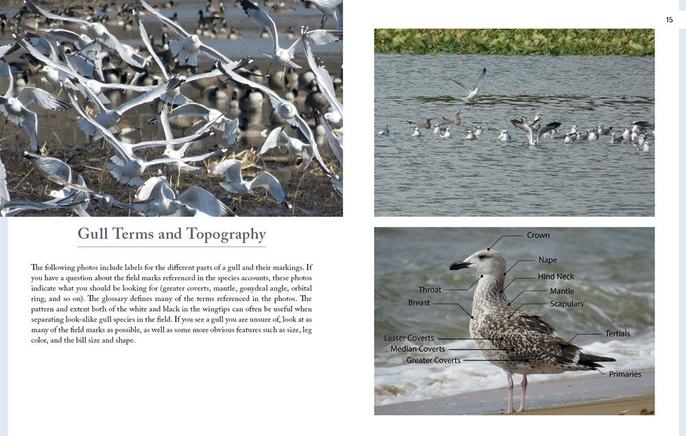 gulls of north america
