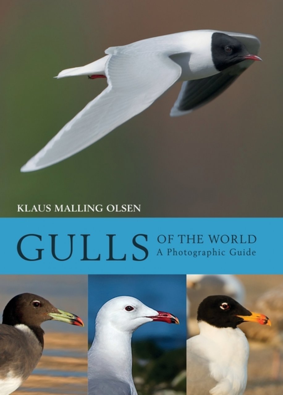 gulls of the world. a photographic guide