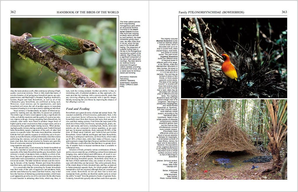 handbook of the birds of the world, vol. 14. bush-shrikes to old world sparrows