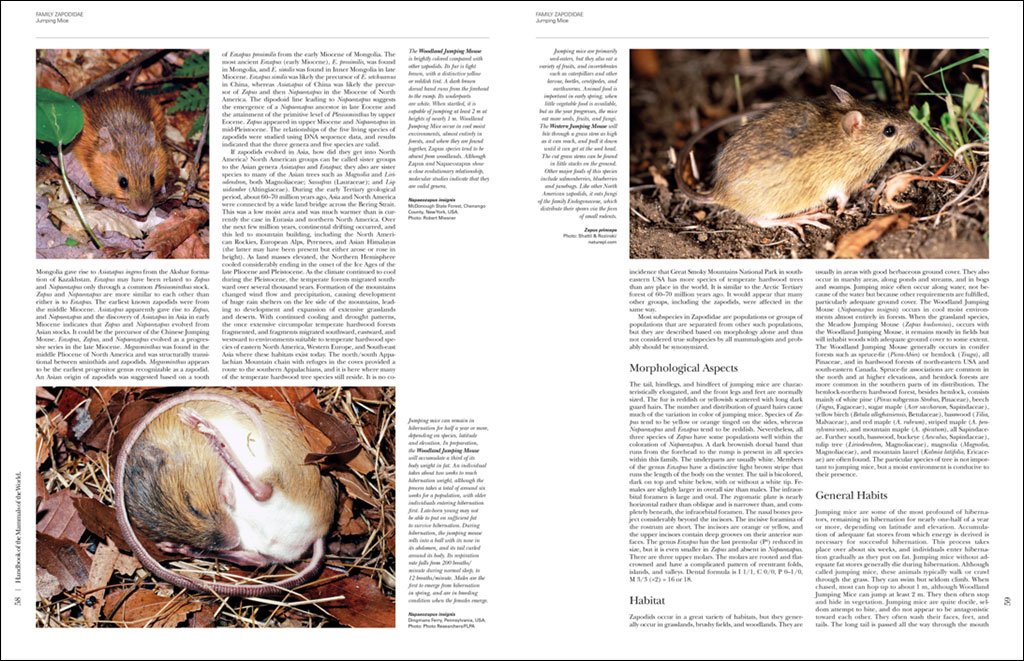 handbook of the mammals of the world. vol. 7 rodents ii
