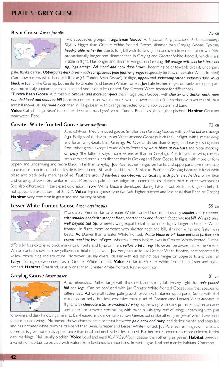 helm field guides. birds of central asia