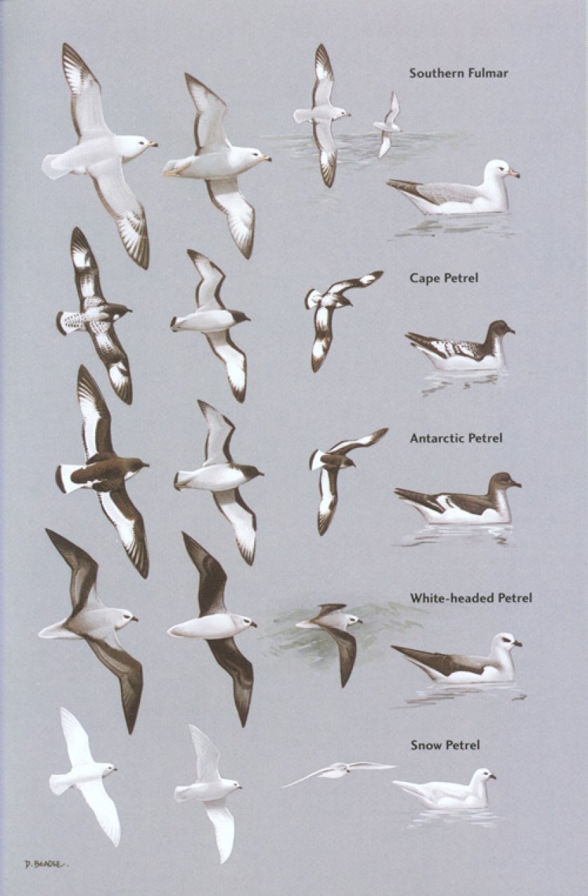 helm field guides. birds of chile including the antarctic peninsula, the falkland islands and south georgia