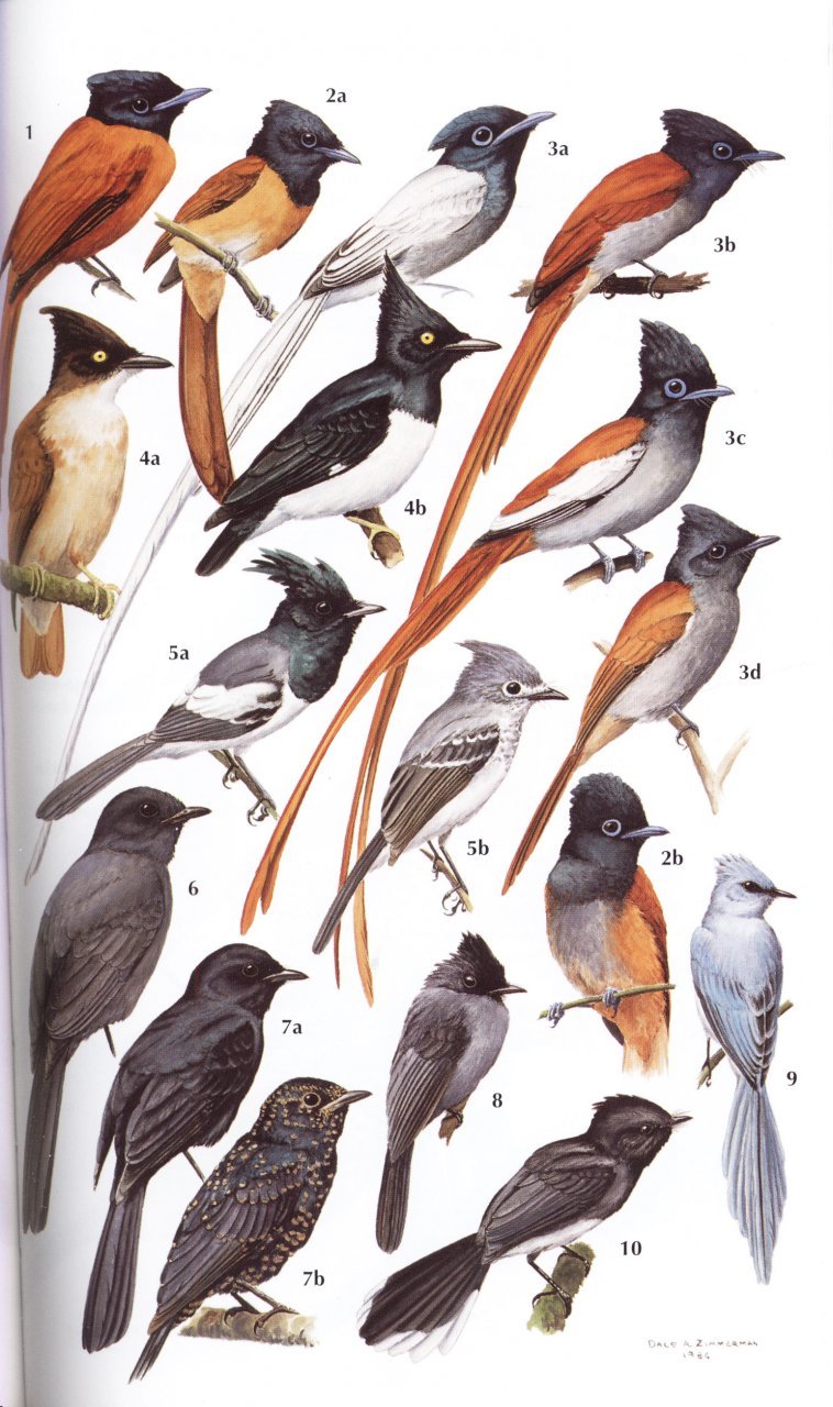 helm field guides. birds of kenya and northern tanzania