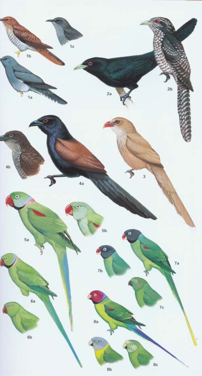 helm field guide to the birds of pakistan