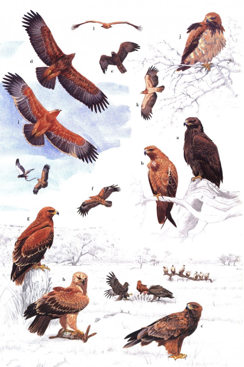 helm identification guides. african raptors