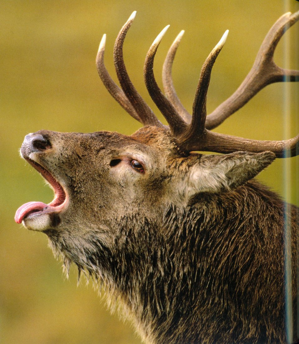 highlands scotland's wild heart
