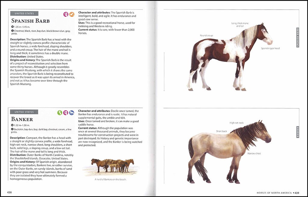 horses of the world