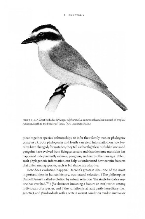how birds evolve. what science reveals about their origin, lives & diversity