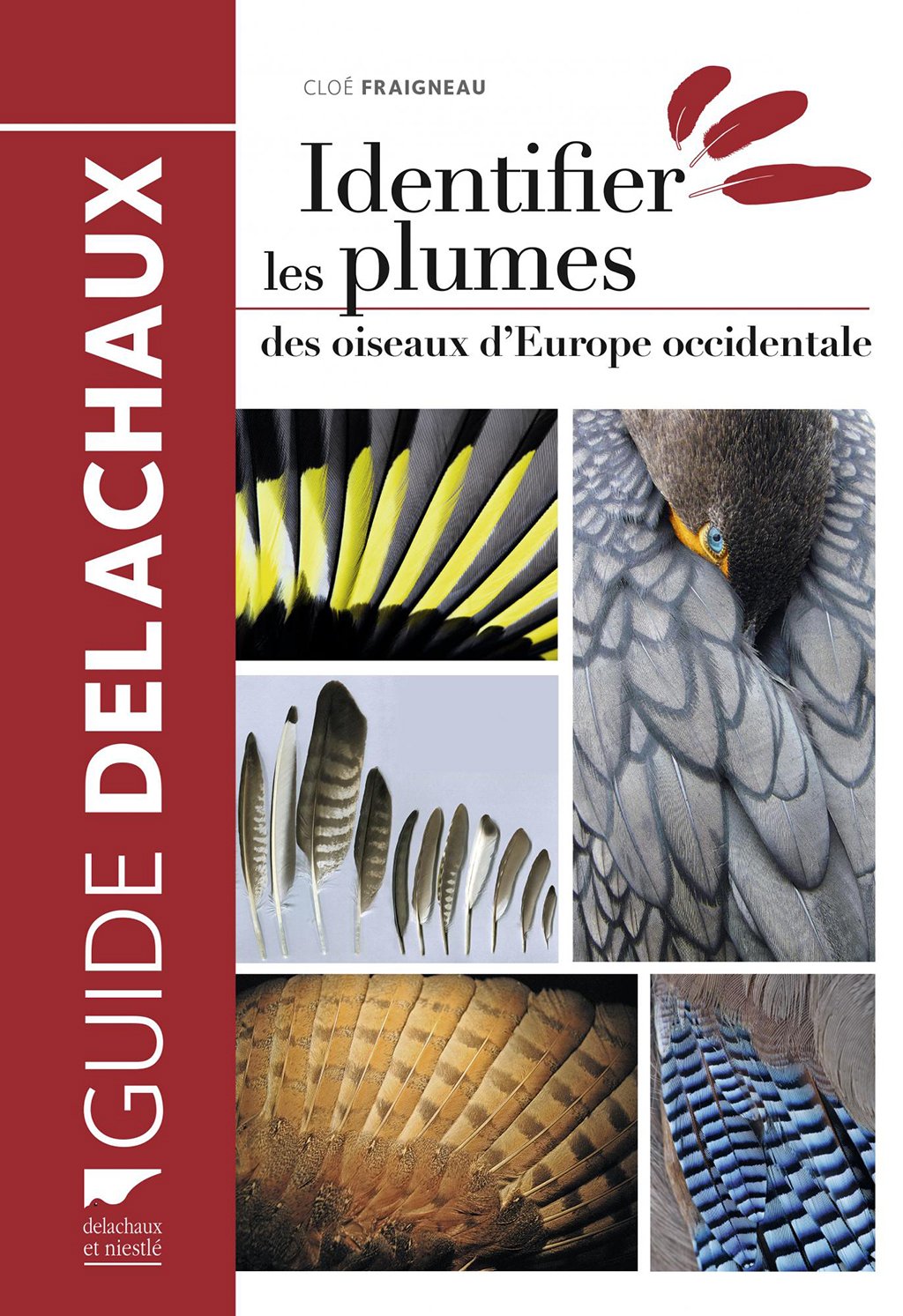 identifier les plumes des oiseaux d'europe occidentale