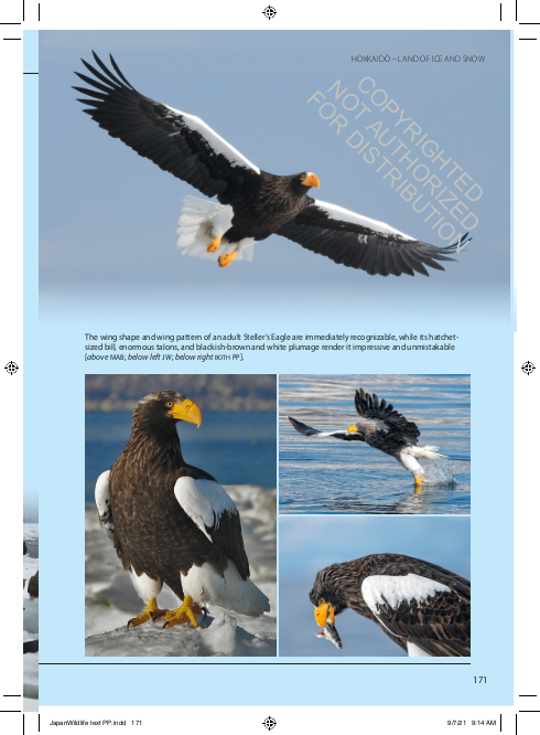japan. the natural history of an asian archipelago