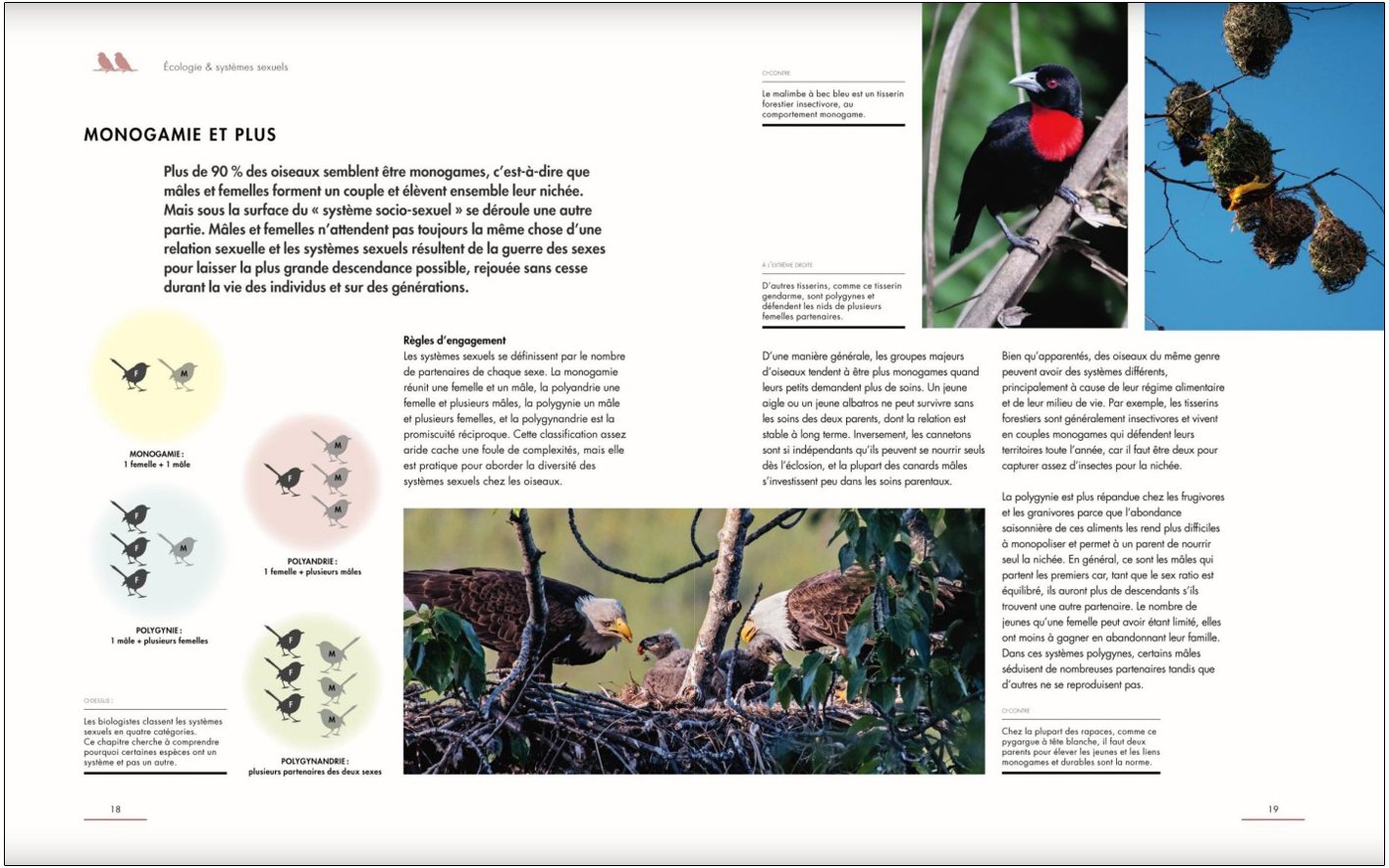 la vie amoureuse des oiseaux - etonnantes strategies de reproduction