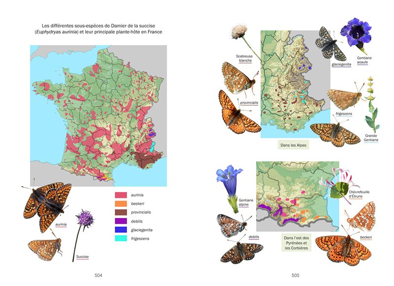 la vie des papillons. ecologie, biologie et comportement des rhopaloceres de france