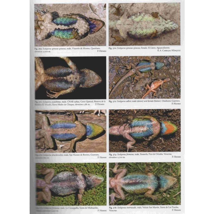 lizards of mexico part 1 iguanian lizards