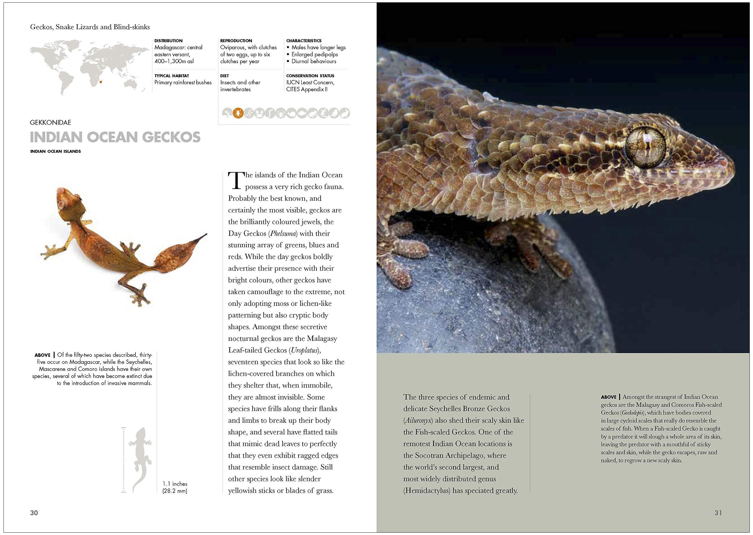 lizards of the world. a guide of every family