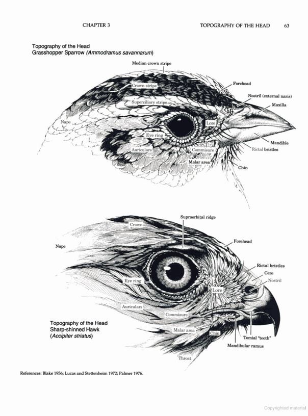 manual of ornithology: avian structure and function